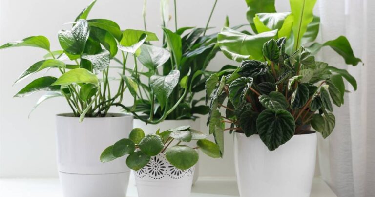Las mejores plantas de interior para decorar y purificar el aire de tu hogar